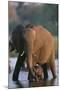 Elephant with Calf Wading in River-Paul Souders-Mounted Photographic Print