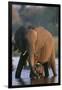 Elephant with Calf Wading in River-Paul Souders-Framed Photographic Print