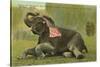 Elephant with Flag, Zoo in Cleveland, Ohio-null-Stretched Canvas