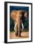 Elephant with Large Teeth Approaching - Addo National Park-Johan Swanepoel-Framed Photographic Print
