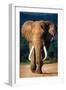 Elephant with Large Teeth Approaching - Addo National Park-Johan Swanepoel-Framed Photographic Print