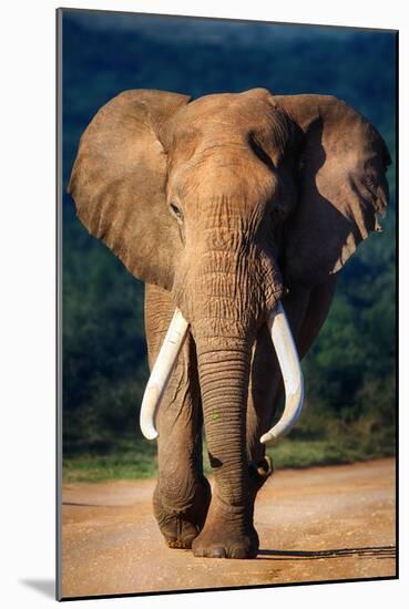 Elephant with Large Teeth Approaching - Addo National Park-Johan Swanepoel-Mounted Photographic Print
