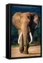 Elephant with Large Teeth Approaching - Addo National Park-Johan Swanepoel-Framed Stretched Canvas