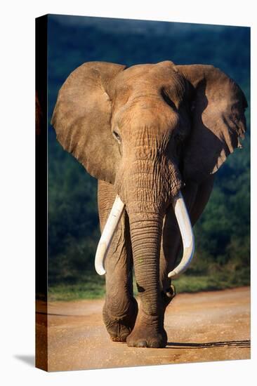 Elephant with Large Teeth Approaching - Addo National Park-Johan Swanepoel-Stretched Canvas