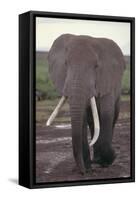 Elephant with Long Tusks-DLILLC-Framed Stretched Canvas