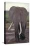 Elephant with Long Tusks-DLILLC-Stretched Canvas