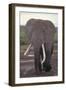 Elephant with Long Tusks-DLILLC-Framed Premium Photographic Print
