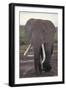 Elephant with Long Tusks-DLILLC-Framed Premium Photographic Print