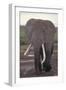 Elephant with Long Tusks-DLILLC-Framed Premium Photographic Print