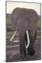 Elephant with Long Tusks-DLILLC-Mounted Premium Photographic Print