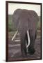 Elephant with Long Tusks-DLILLC-Framed Premium Photographic Print