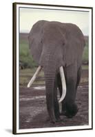 Elephant with Long Tusks-DLILLC-Framed Premium Photographic Print