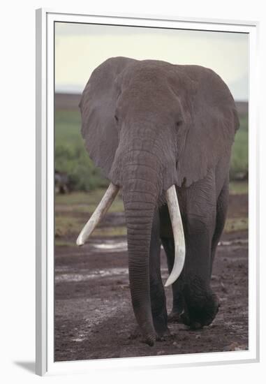 Elephant with Long Tusks-DLILLC-Framed Premium Photographic Print