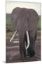 Elephant with Long Tusks-DLILLC-Mounted Premium Photographic Print