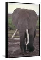 Elephant with Long Tusks-DLILLC-Framed Stretched Canvas