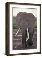 Elephant with Long Tusks-DLILLC-Framed Photographic Print