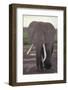 Elephant with Long Tusks-DLILLC-Framed Photographic Print