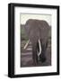 Elephant with Long Tusks-DLILLC-Framed Photographic Print