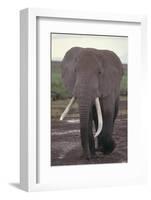 Elephant with Long Tusks-DLILLC-Framed Photographic Print