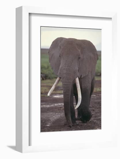 Elephant with Long Tusks-DLILLC-Framed Photographic Print