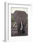 Elephant with Long Tusks-DLILLC-Framed Photographic Print