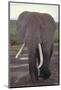 Elephant with Long Tusks-DLILLC-Mounted Photographic Print