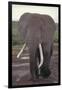 Elephant with Long Tusks-DLILLC-Framed Photographic Print