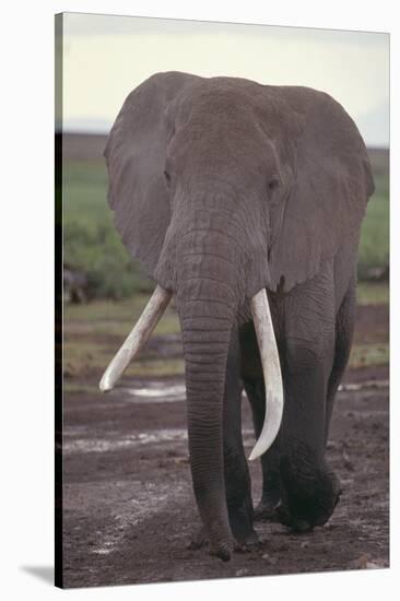 Elephant with Long Tusks-DLILLC-Stretched Canvas