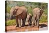 Elephant with Watering Place-Karel Gallas-Stretched Canvas