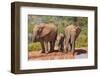 Elephant with Watering Place-Karel Gallas-Framed Photographic Print