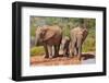 Elephant with Watering Place-Karel Gallas-Framed Photographic Print