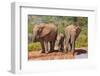 Elephant with Watering Place-Karel Gallas-Framed Photographic Print