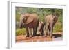 Elephant with Watering Place-Karel Gallas-Framed Photographic Print