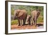 Elephant with Watering Place-Karel Gallas-Framed Photographic Print