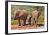 Elephant with Watering Place-Karel Gallas-Framed Photographic Print