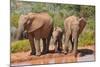 Elephant with Watering Place-Karel Gallas-Mounted Photographic Print