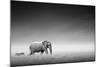 Elephant with Zebra behind on Open Plains of Etosha (Artistic Processing)-Johan Swanepoel-Mounted Photographic Print