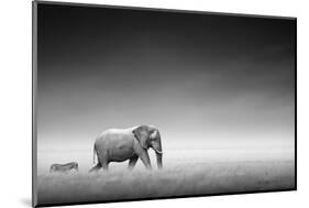 Elephant with Zebra behind on Open Plains of Etosha (Artistic Processing)-Johan Swanepoel-Mounted Photographic Print