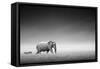 Elephant with Zebra behind on Open Plains of Etosha (Artistic Processing)-Johan Swanepoel-Framed Stretched Canvas