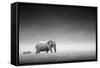 Elephant with Zebra behind on Open Plains of Etosha (Artistic Processing)-Johan Swanepoel-Framed Stretched Canvas