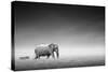 Elephant with Zebra behind on Open Plains of Etosha (Artistic Processing)-Johan Swanepoel-Stretched Canvas