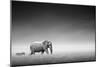 Elephant with Zebra behind on Open Plains of Etosha (Artistic Processing)-Johan Swanepoel-Mounted Photographic Print