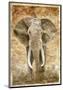 Elephant-Monica Reed-Mounted Art Print