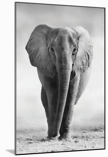Elephant-null-Mounted Poster