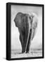 Elephant-null-Framed Poster