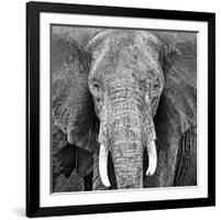 Elephant-null-Framed Art Print