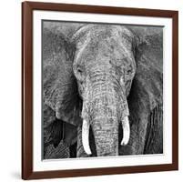 Elephant-null-Framed Art Print