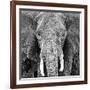 Elephant-null-Framed Art Print