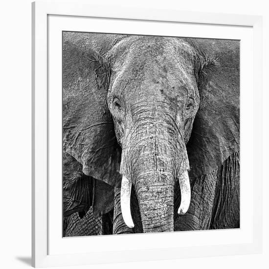 Elephant-null-Framed Art Print