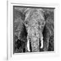 Elephant-null-Framed Art Print